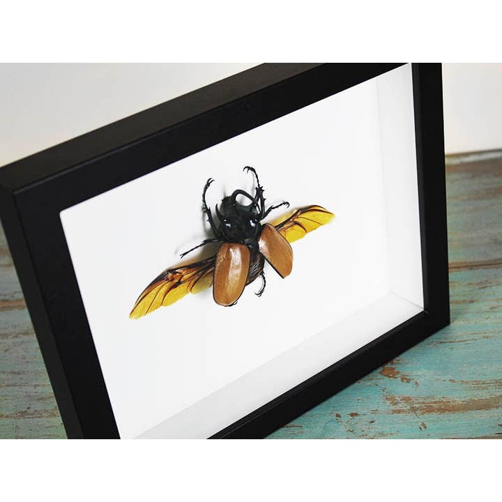 Newman Art Designs - Wholesale Wall Accent - Eupatorus gracilicornis in a Frame