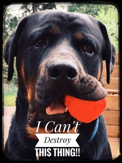 WACKYwalk'r – wholesale Pet fetch ball – Dog – MEDIUM WUNDERball Refill – 12 Count2