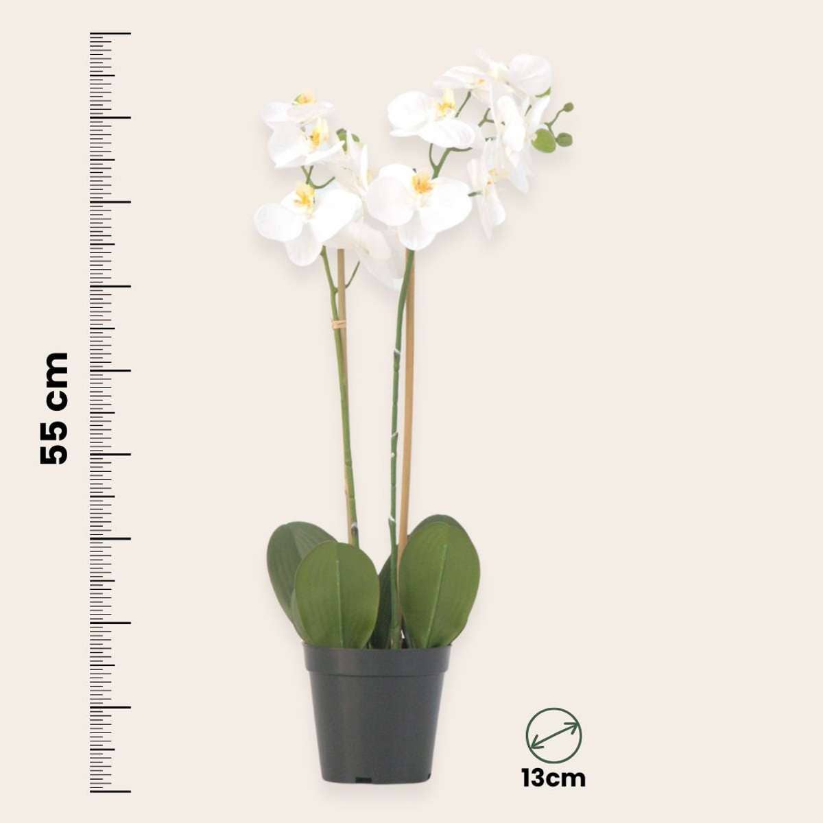Oasis of Life - Wholesale Artificial Flowers - Artificial Phalaenopsis Orchid – 55cm Tall – White Artificial Orchid – Deceptively Realistic & Maintenance-Free – Luxurious Decorative Flower for Living Room, Office & Dining Table3