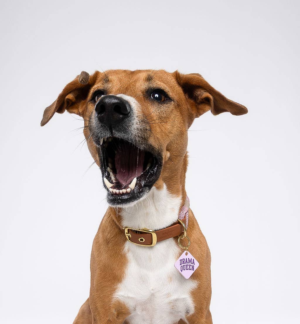 Freshwater Curated Goods - Venta al por mayor Chapa de identificación - Gatos y perros - Placa para mascotas Drama Queen en acrílico lavanda pastel2