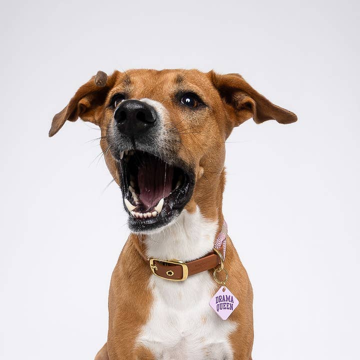 Freshwater Curated Goods - Wholesale Pet Identification Tag - Cat/Dog - Drama Queen Pet Tag2