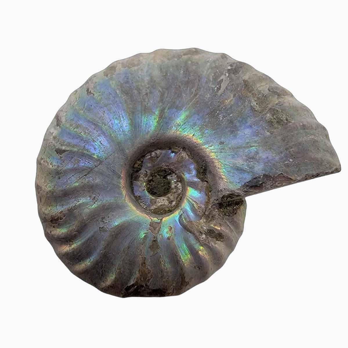 Lapidary Central - Wholesale Spiritual Stone/Crystal - Silver Iridescent Ammonite Fossil!  110 Million Years Old!4