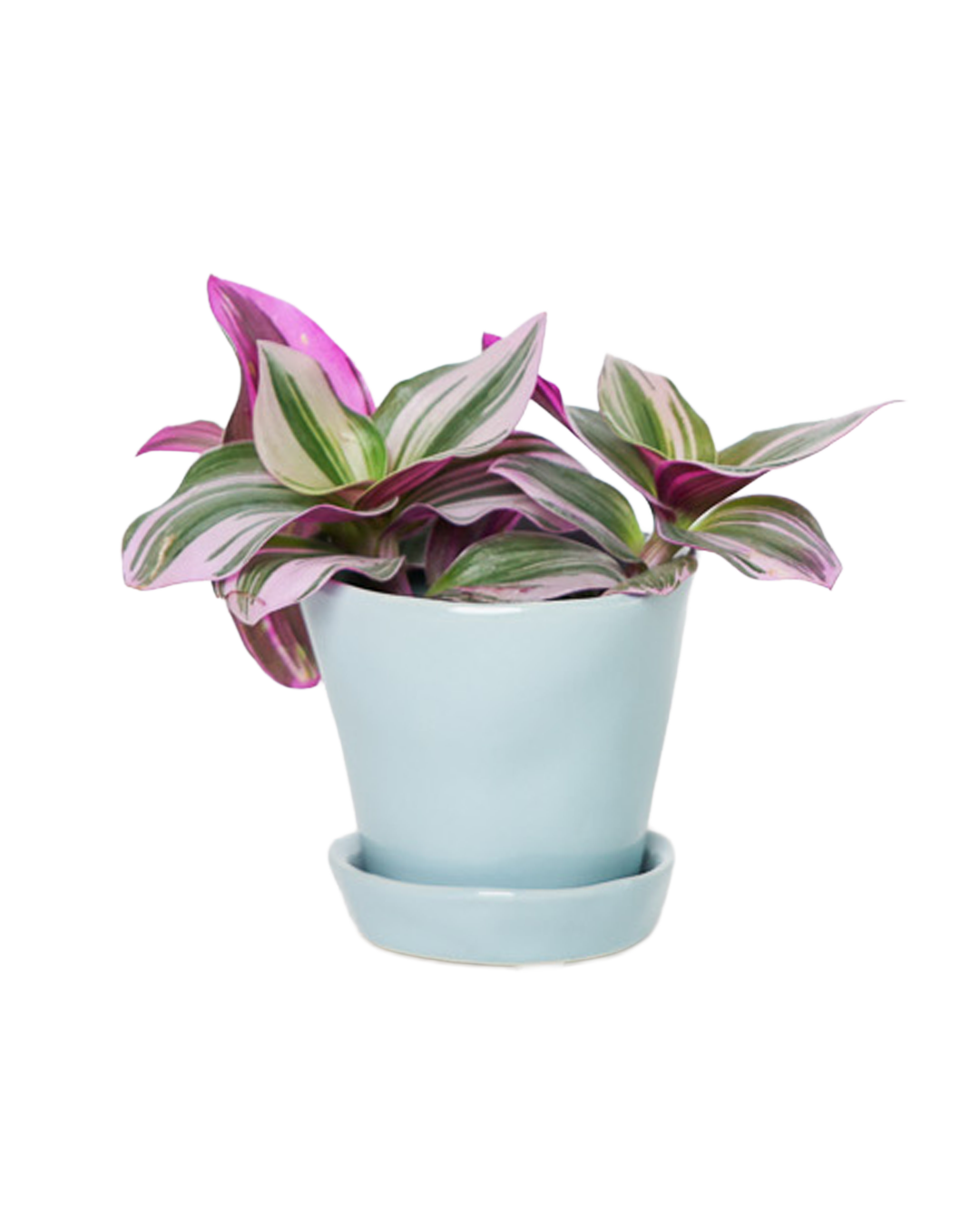 Chive - Wholesale Plant Pot - Tika Ceramic Pots With Saucer And Drainage Hole - 3"10