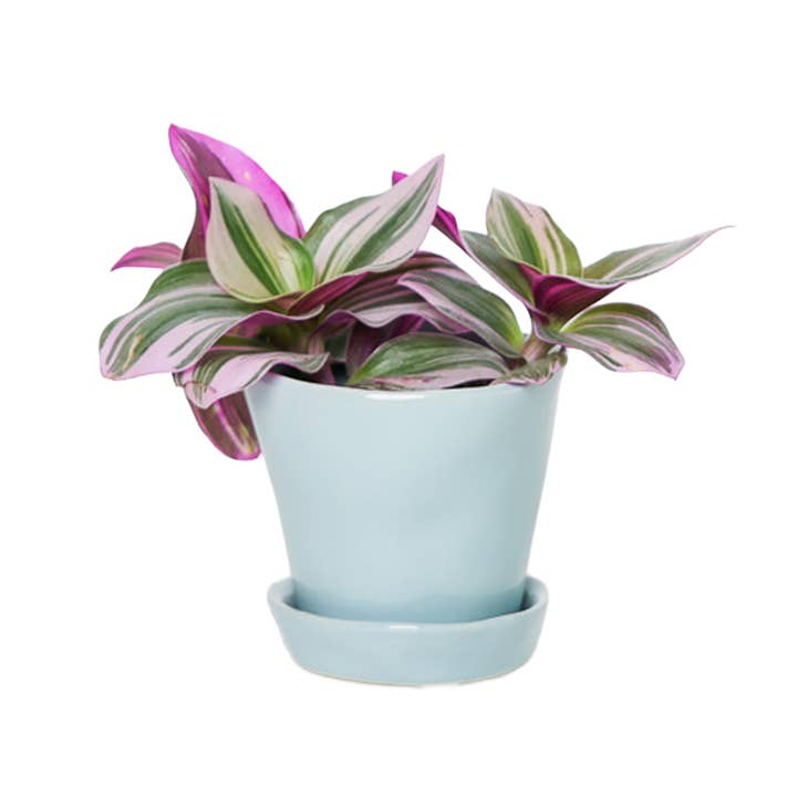 Chive - Wholesale Plant Pot - Tika Ceramic Pots With Saucer And Drainage Hole - 3"10