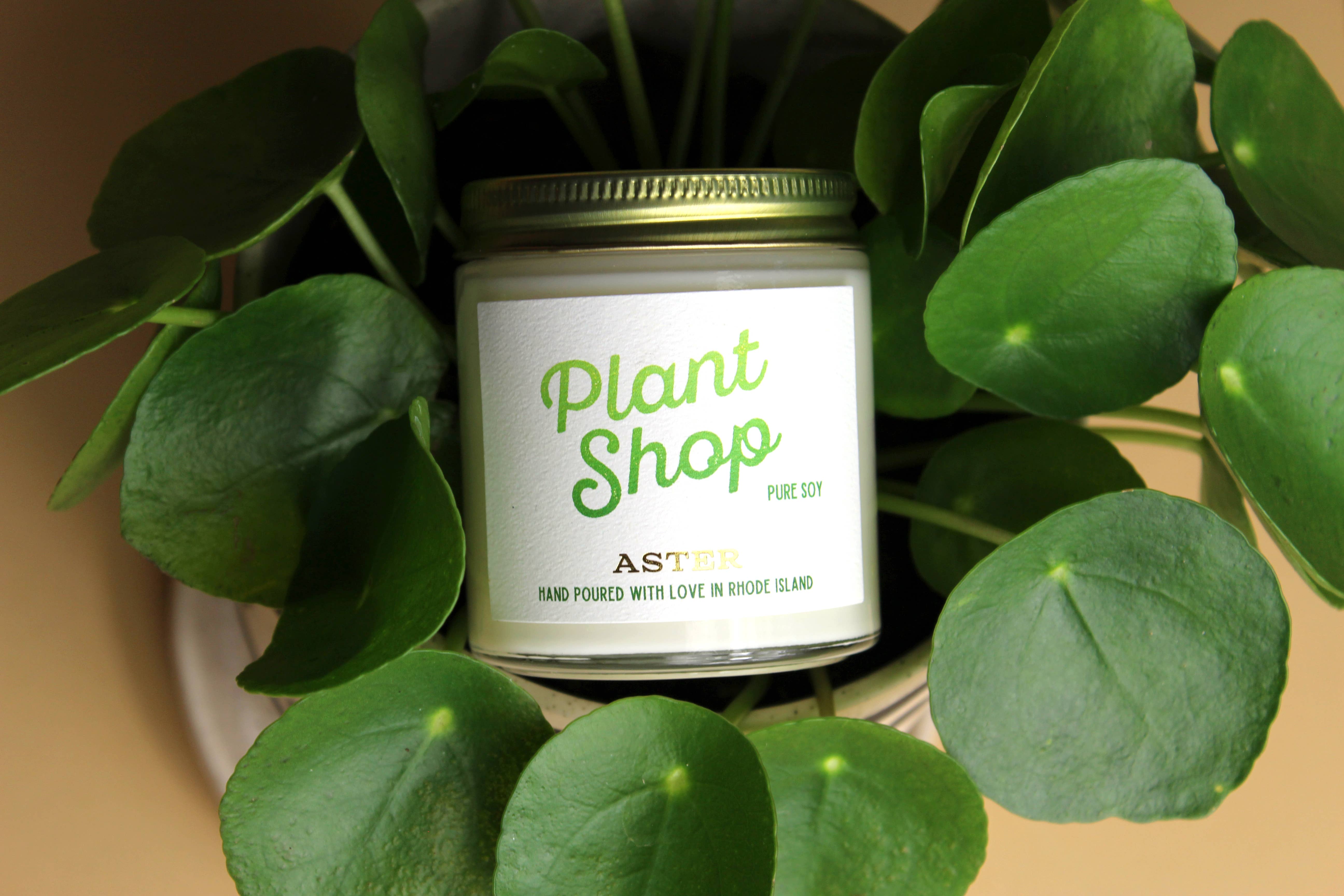 Aster Candle - Wholesale Jar/Filled Candle - Plant Shop Candle - 4oz, 16oz1