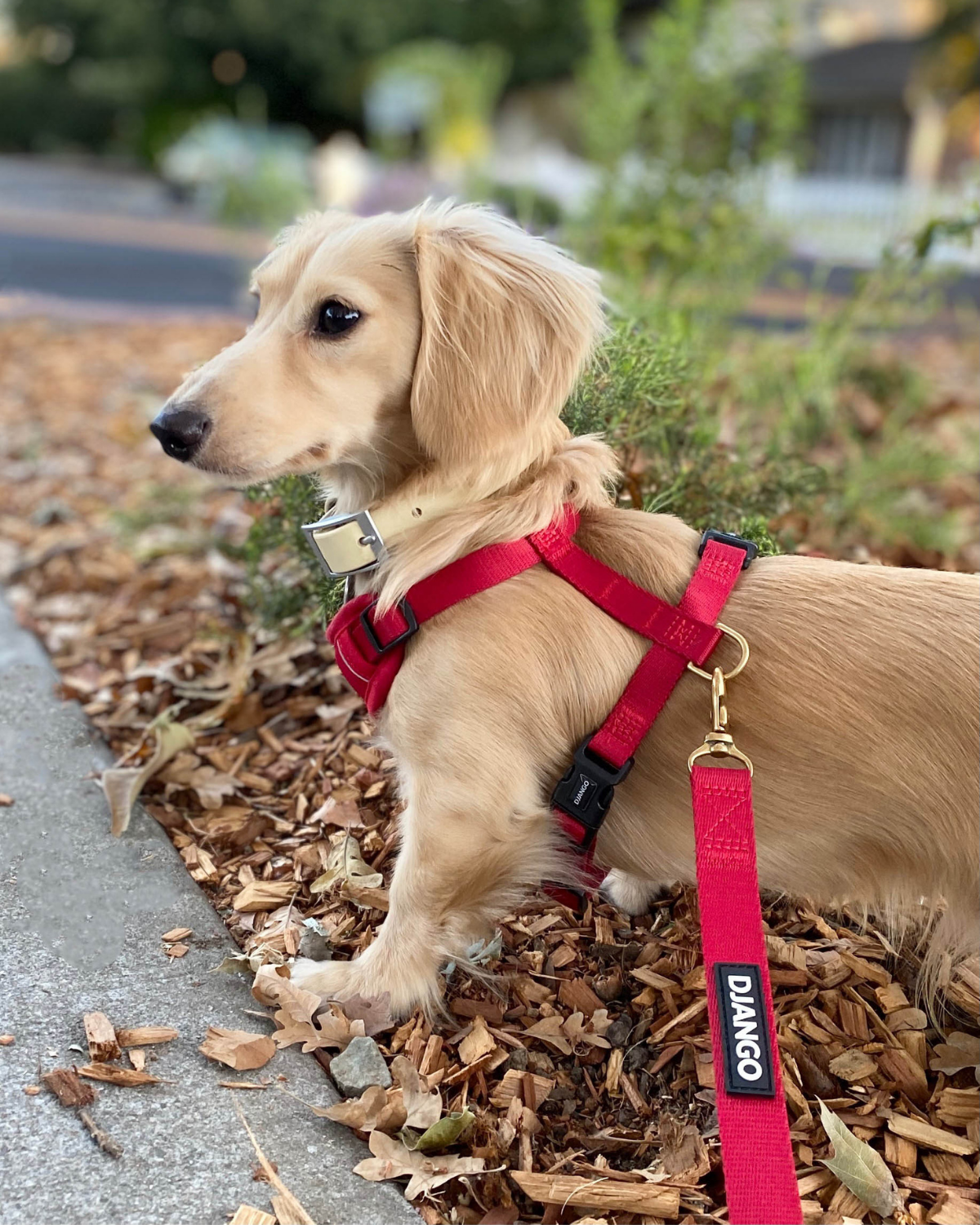 DJANGO - Wholesale Pet Leash - Dog - Adventure Dog Leash - Crimson Red1