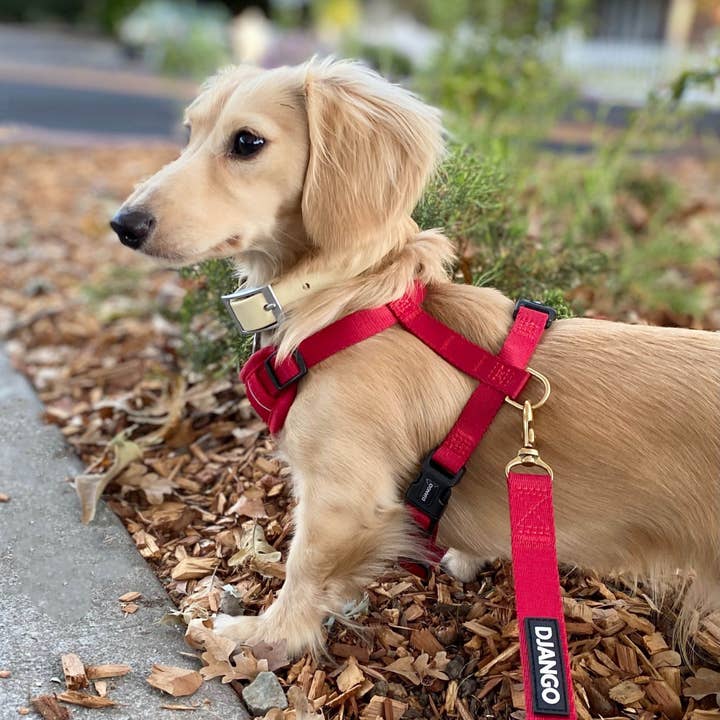 DJANGO - Wholesale Pet Leash - Dog - Adventure Dog Leash - Crimson Red1