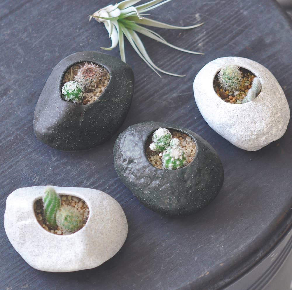 Noted - Wholesale Plant Pot - Plants Rock - Cactus - Assorted 3 Colors1