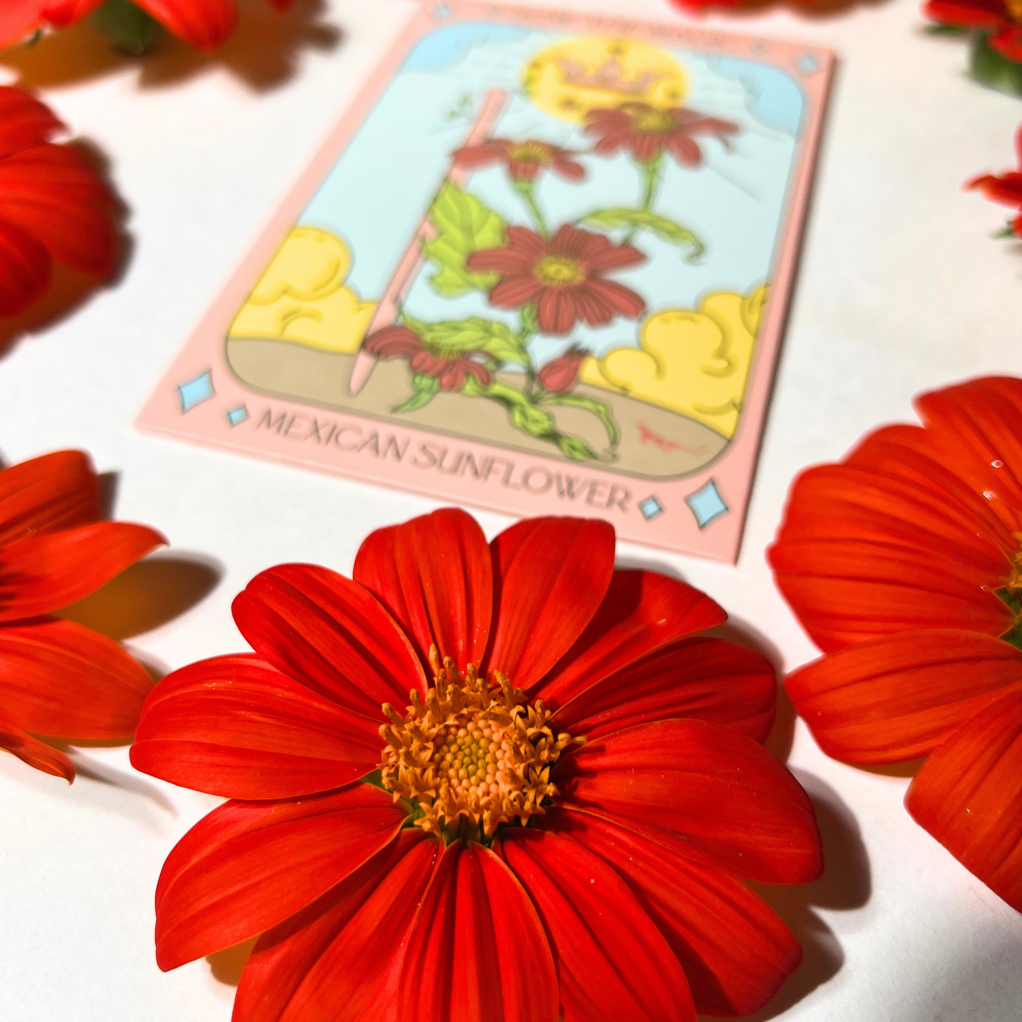 Sow the Magic - Wholesale Plant Seeds - Mexican Sunflower Tarot Seed Packet6