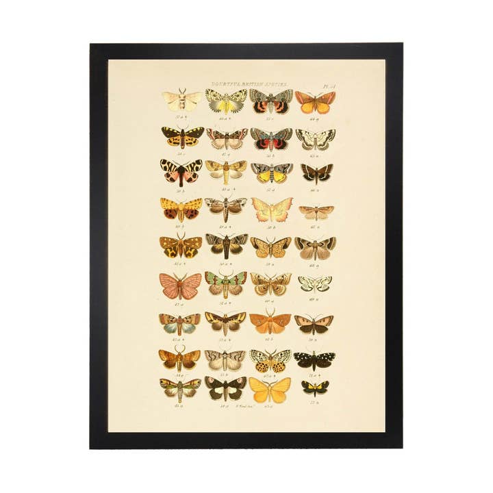 Multi Butterflies Doubtful British Species Plate 54 for wholesale by Antique Curiosities Inc