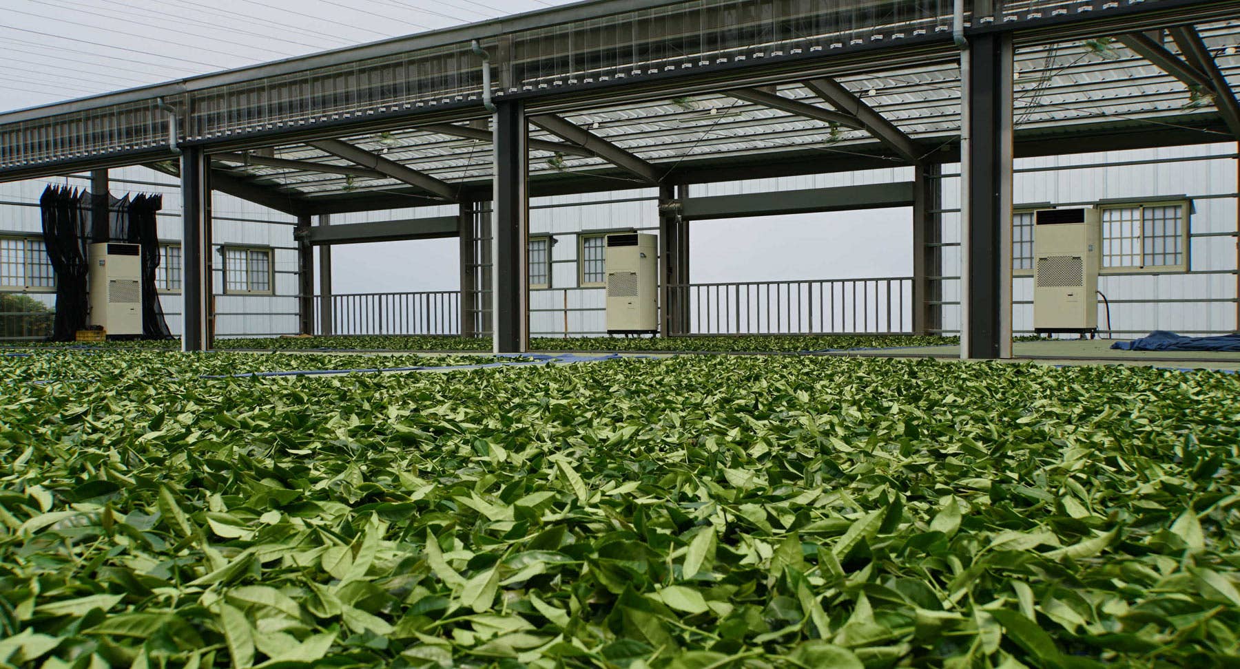 Gohobi （We cover U.S. import duties） – wholesale Loose tea – Gohobi Premium Oolong Tea Winter 一支杉 Yizhu Shen-烏龍 冬5