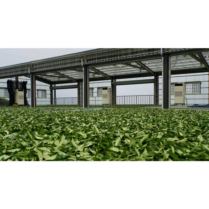 Gohobi (We cover U.S. import duties) – wholesale Loose tea – Gohobi Premium Oolong Tea Winter 一支杉 Yizhu Shen-烏龍 冬5