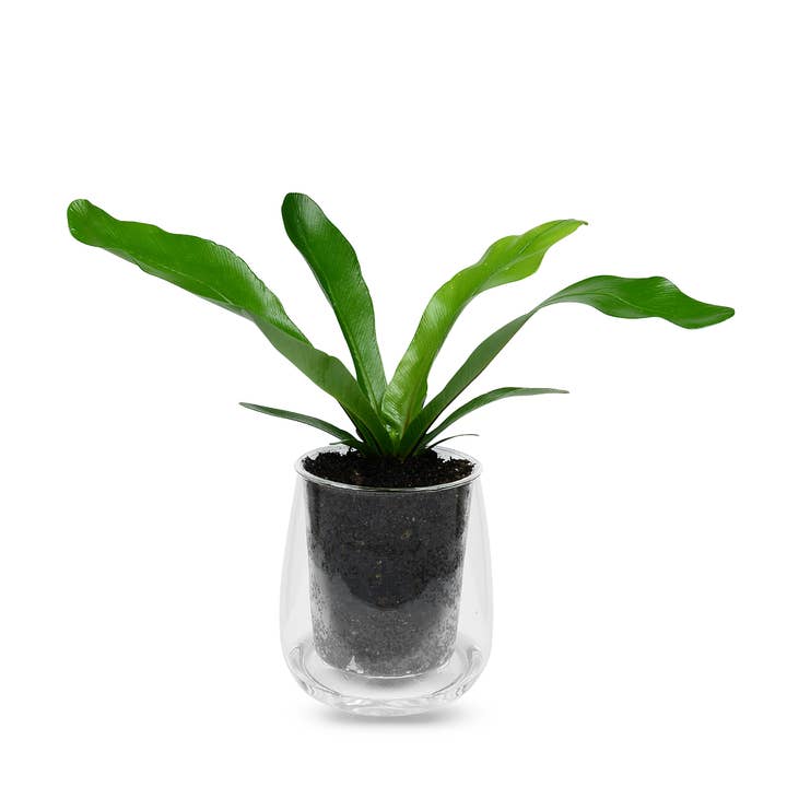 CUP O FLORA® - Wholesale Plant Pot - Large Self-watering Planter