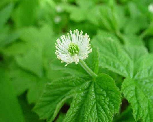 Ollois - Wholesale Oral Supplement/Vitamin - Olloïs Hydrastis Canadensis 30C Vegan Organic, 80 Pellets9