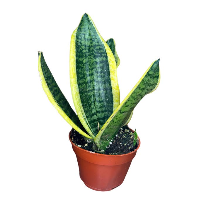 Flow State - Wholesale Live Plant - 4" Sansevieria Futura - Snake Plant