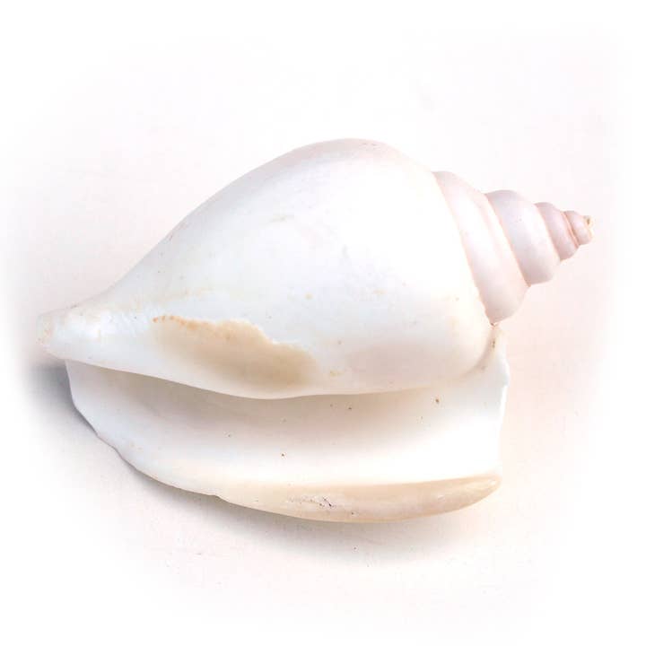 California Seashell Company - Wholesale Decorative Tabletop Object - White Canary Strombus Bulk Seashells - 1 LB - 2-2.5"