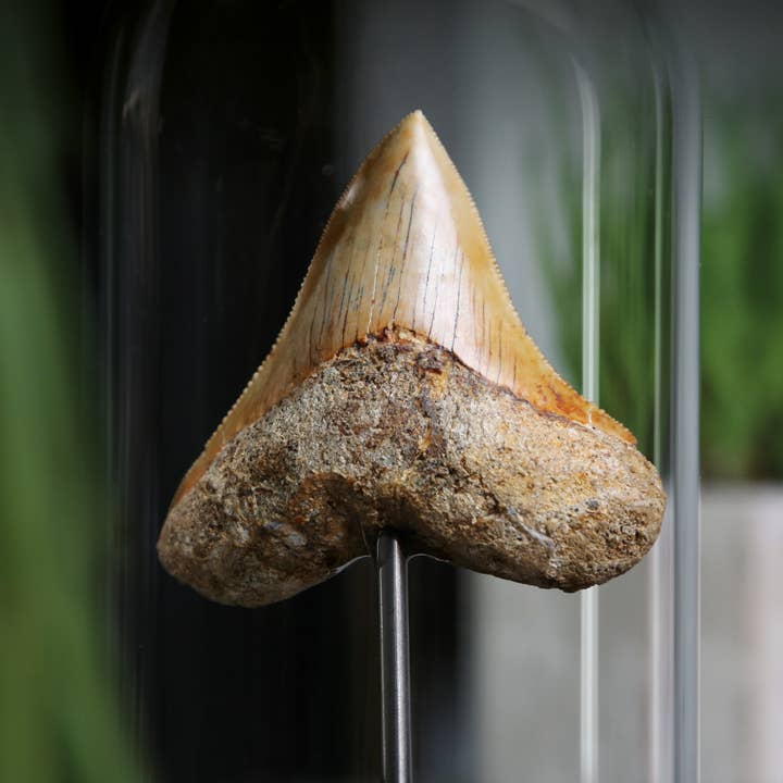 Curated Studio - Wholesale Decorative Tabletop Object - Megalodon Shark Tooth Real Dinosaur Fossil Bell Jar2