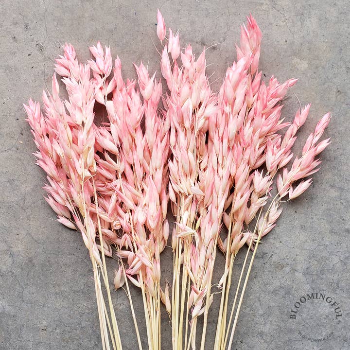 Flores secas de avena y avena - Pink Blush (016) para venta al por mayor de BLOOMINGFUL.COM