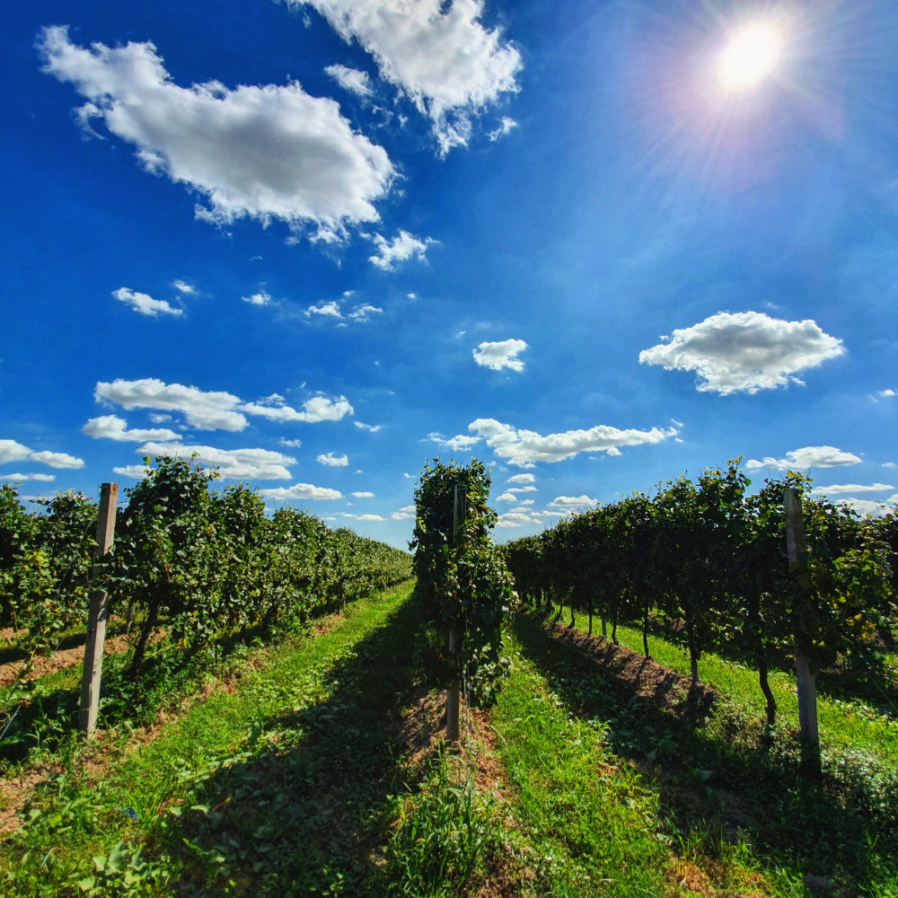 Mani Sagge - Wholesale Champagne/Sparkling Wine - Prosecco Mani Sagge DOC Millesimato Extra Dry5