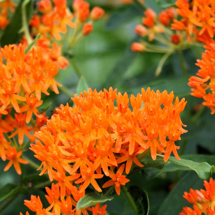 GardenPerspective - Wholesale Live Plant - Butterfly Milkweed Bare Root Live Beauty Plant - Outdoor3
