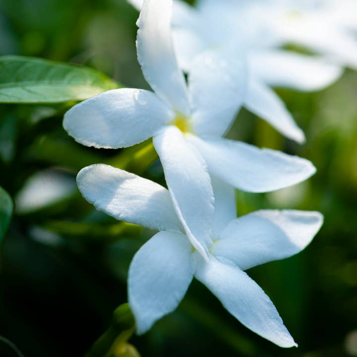 Blackmarket - Wholesale Hand Soap/Wash - SINGLE REFILL in Remember Summer17