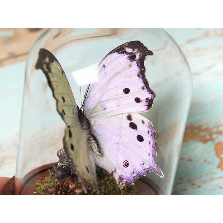 Mother of Pearl in a dome for wholesale by Newman Art Designs