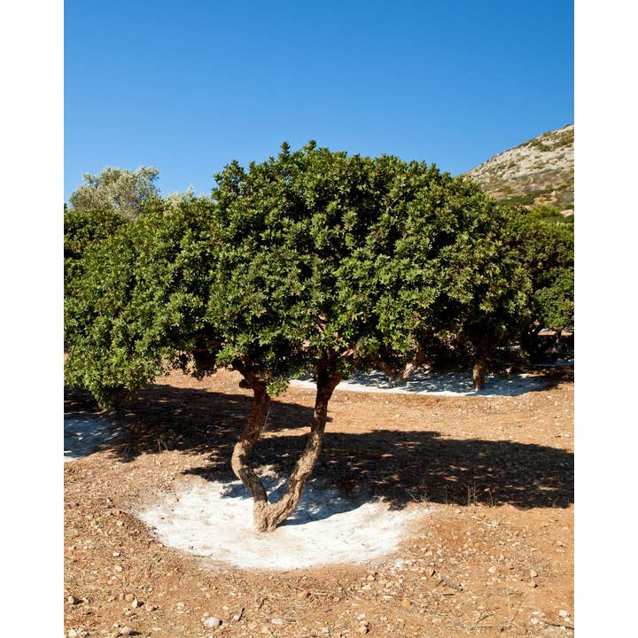 Dalfood - Wholesale Fruit Juice - RHOA Organic Juice Pomegranate & Mastic Chios 250 ml1