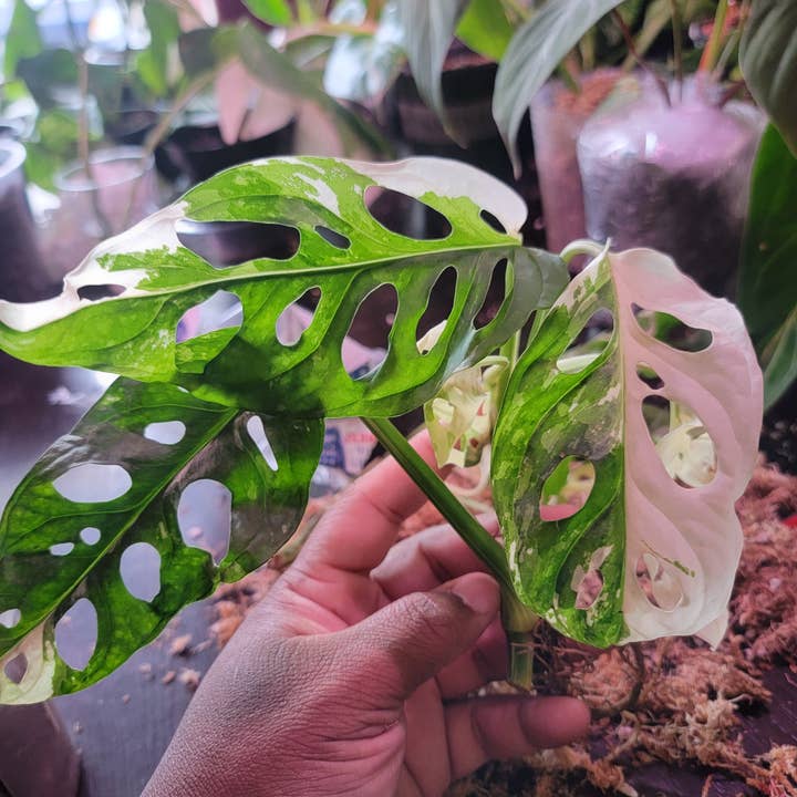Monstera Adansonii Japanese Tricolor 3+ leaf rooted plant and other Purchase Wholesale moses korb. Free Returns & Net 60 Terms on Faire trending on Faire.