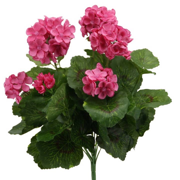 Cespuglio di geranio 40 cm rosa per la vendita all'ingrosso da parte di Floratexx