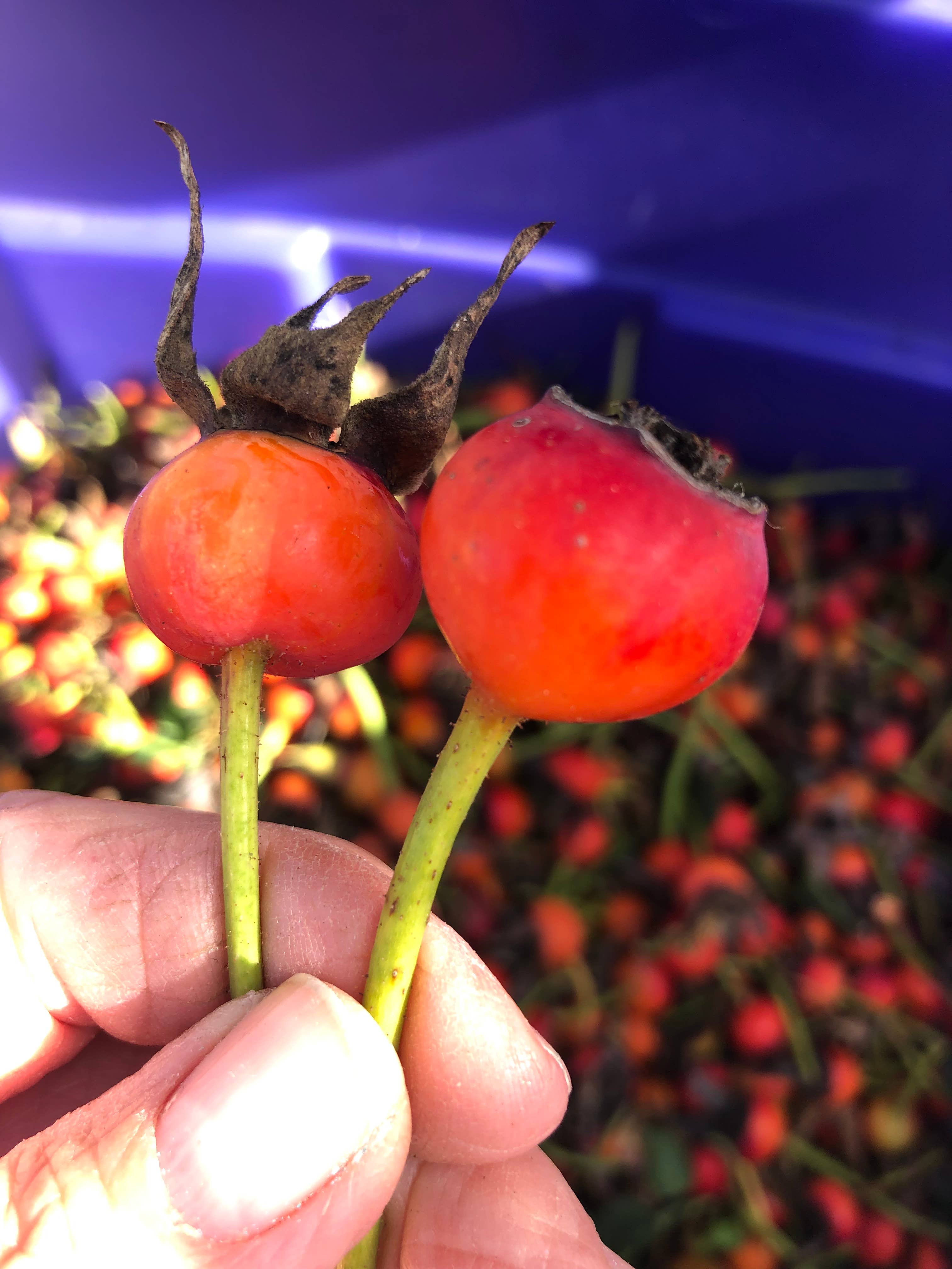 Flyboy Naturals Rose Petals – wholesale Dried/pressed flowers – Organically Grown Freeze-Dried Rose Hips 10 cups - 1lb   USA5