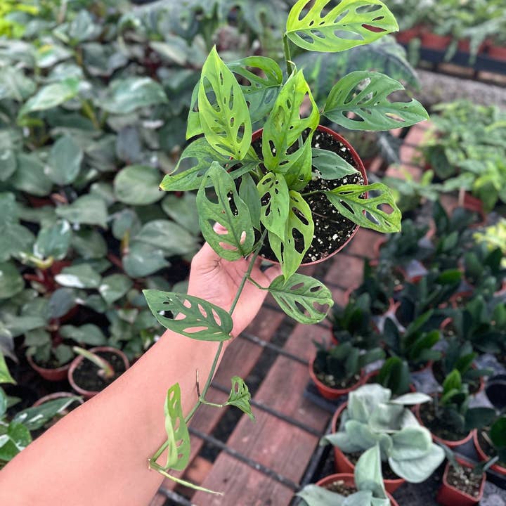 MyPlants LLC - Wholesale Live Plant - Monstera Esqueleto - 6" from MyPlants2