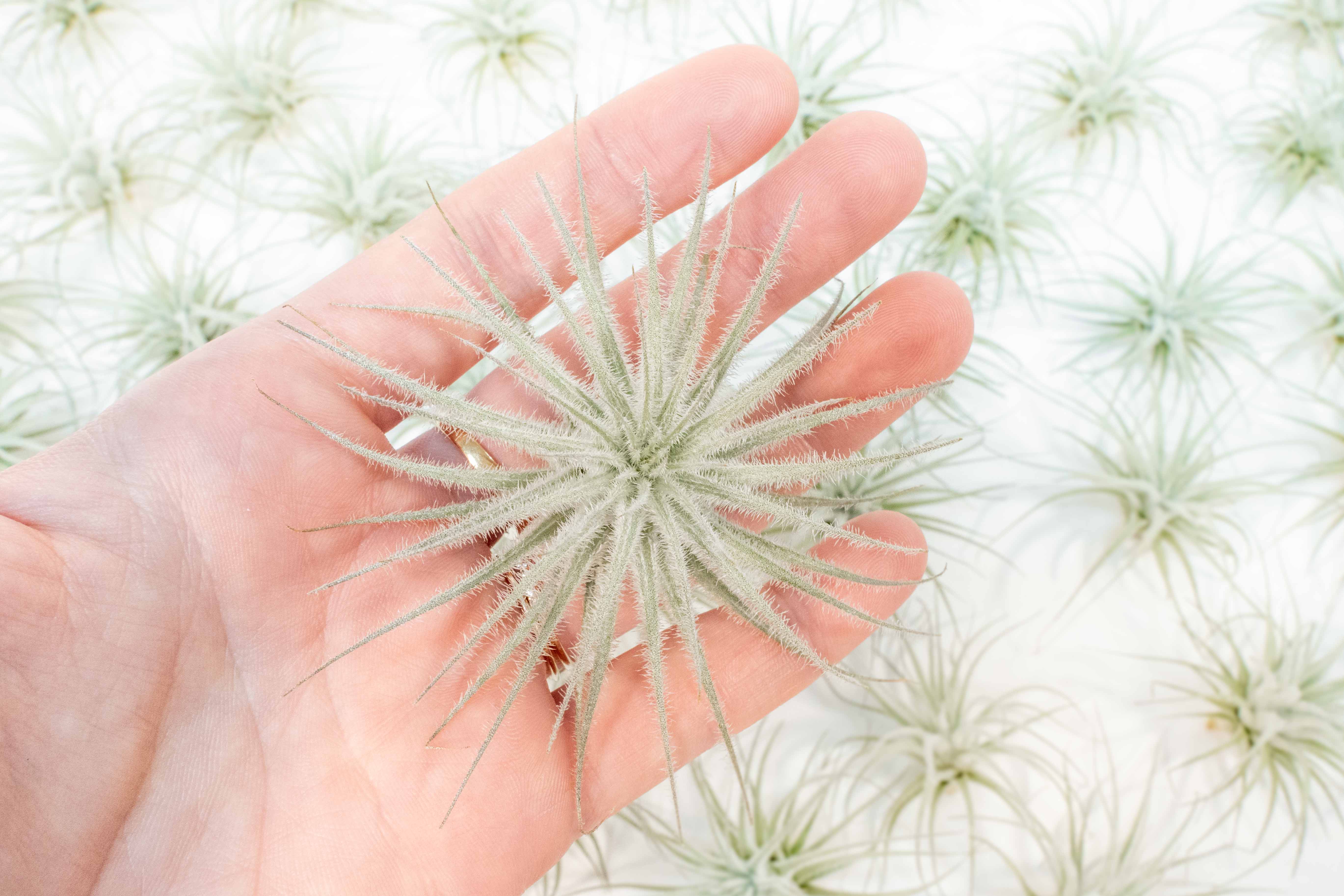 Air Plant Shop - Wholesale Live Plant - Small Tillandsia Tectorum Ecuador Air Plants (24)5