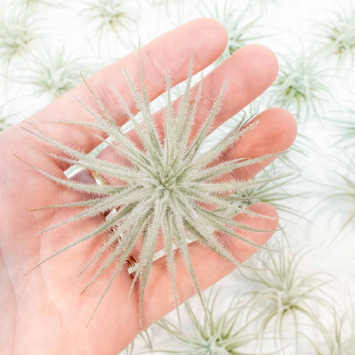 Air Plant Shop - Wholesale Live Plant - Small Tillandsia Tectorum Ecuador Air Plants (24)5