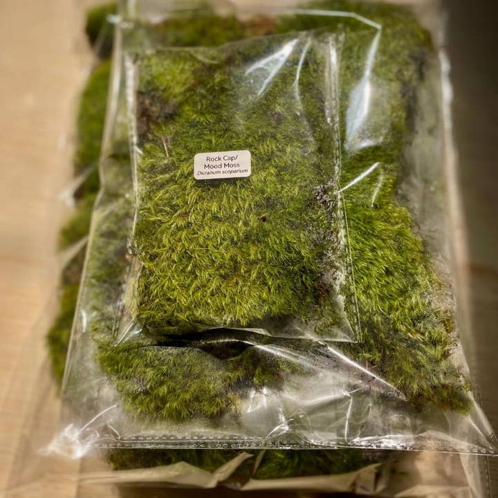 Moss & Stone Gardens - Wholesale Terrarium - Mood Moss for Terrariums | 0.25 sq ft | 0.5 sq ft | 1 sq ft1