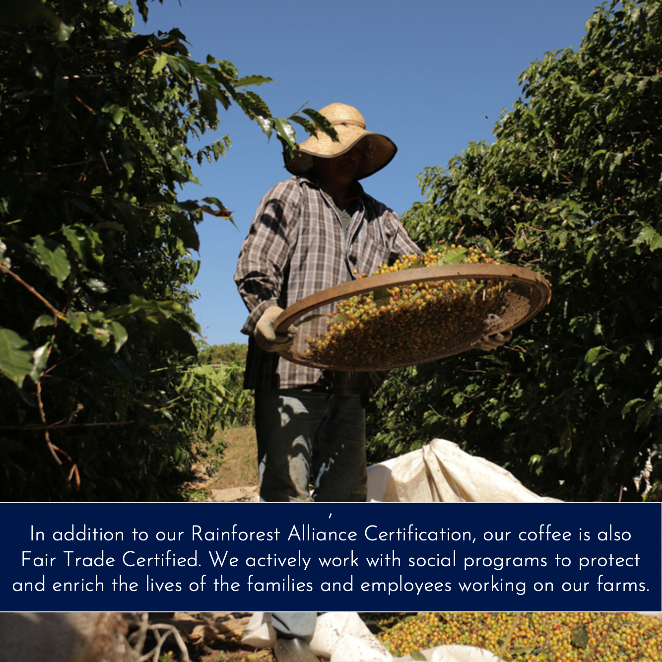 Nobletree Coffee - Wholesale Coffee Beans - Nobletree "Dromedaire" Light Medium Roast Coffee, 20oz6