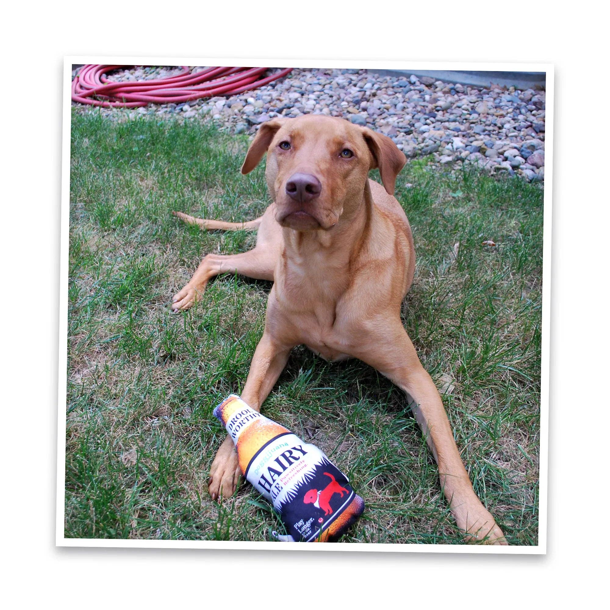 SmarterPaw | Meowijuana & Doggijuana - Wholesale Pet Plush Toy - Dog - Doggijuana® Get the Pawty Started Hairy Ale Dog Toy5