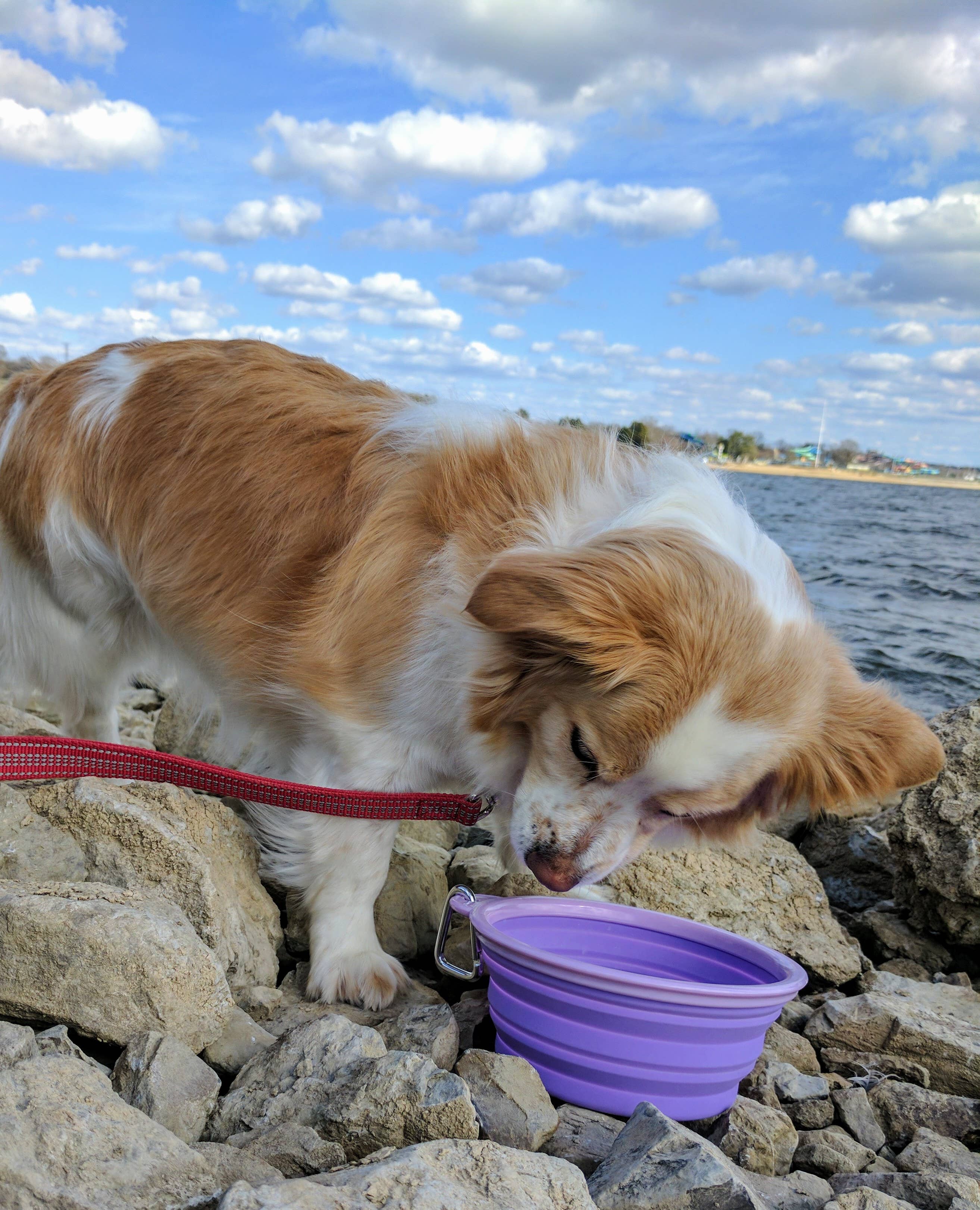 Prima Pets - Vente Gamelle – chat et chien - Grande gamelle pliable pour chien Violet3