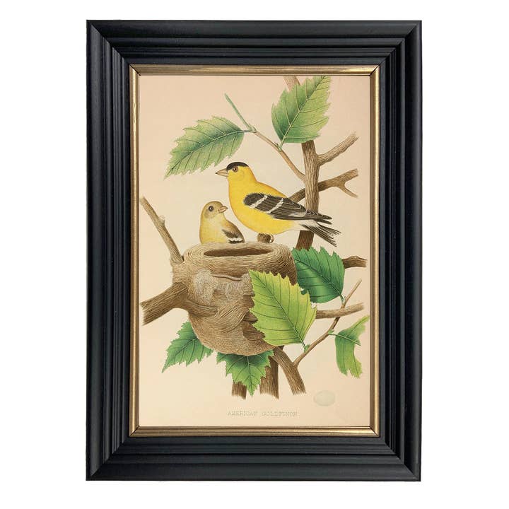 Vintage American Goldfinch Illustration Framed Print for wholesale by Madison Bay Co. - Historical Home Decor Reproductions