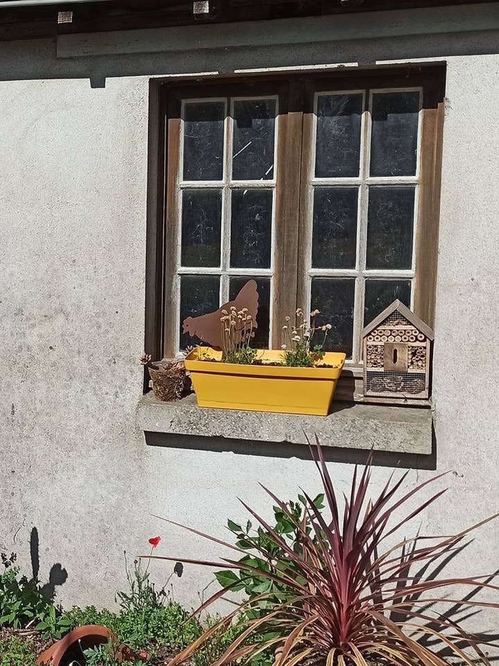 Miss Chabo hen for wholesale by IDfer