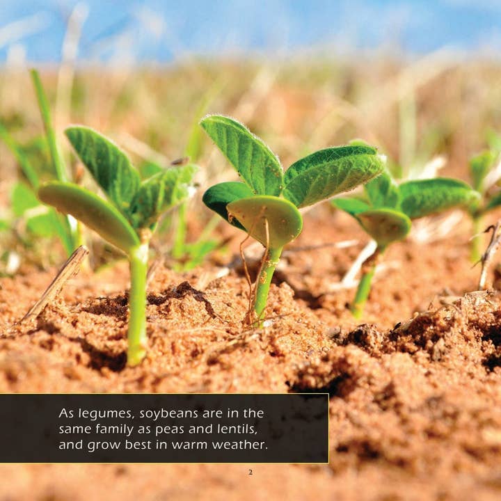 My Incredible World - Wholesale Nature & Outdoors - Soybeans! A My Incredible World Picture Book for Children2