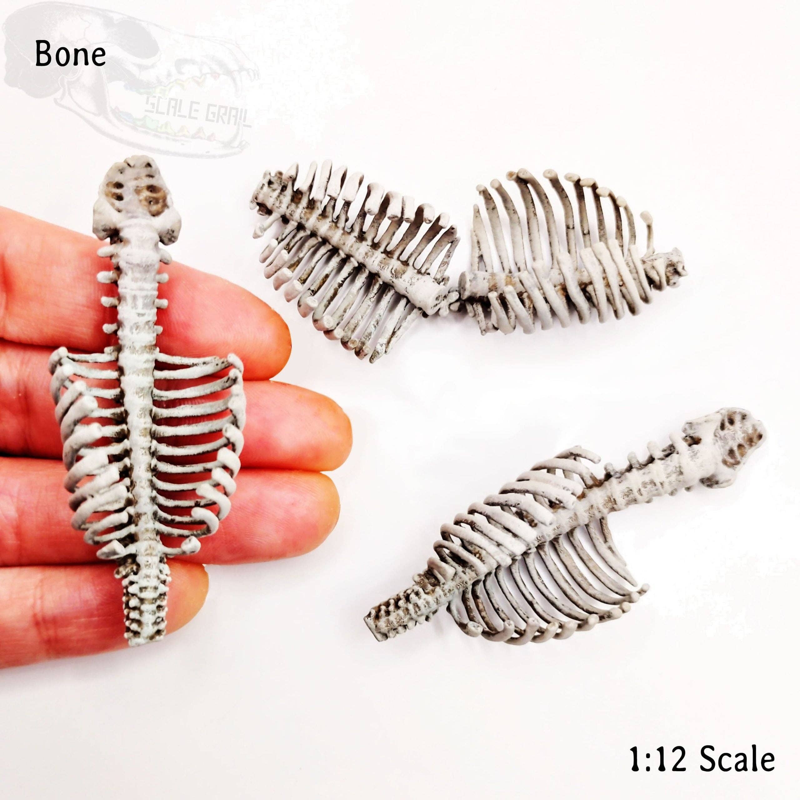 The Scale Grail - Wholesale Decorative Tabletop Object - Human Ribs with Spine - 1:12 scale miniature size for horror diorama, dollhouse, arts and crafts, replica curiosities oddities (2 ribs)1