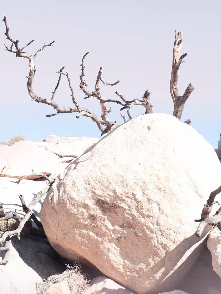 Joshua Tree nr 17 för wholesale av Wilder California