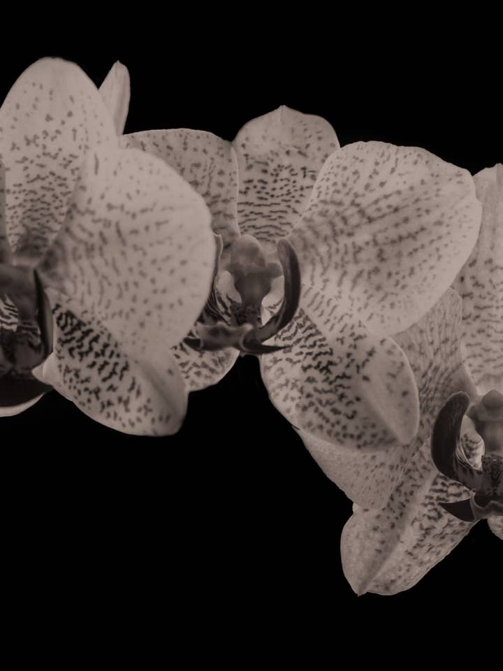 Lux | MANRAY Orchidée Artistique Botanique Florale Collection 26 pour la vente par Talfoto Studio