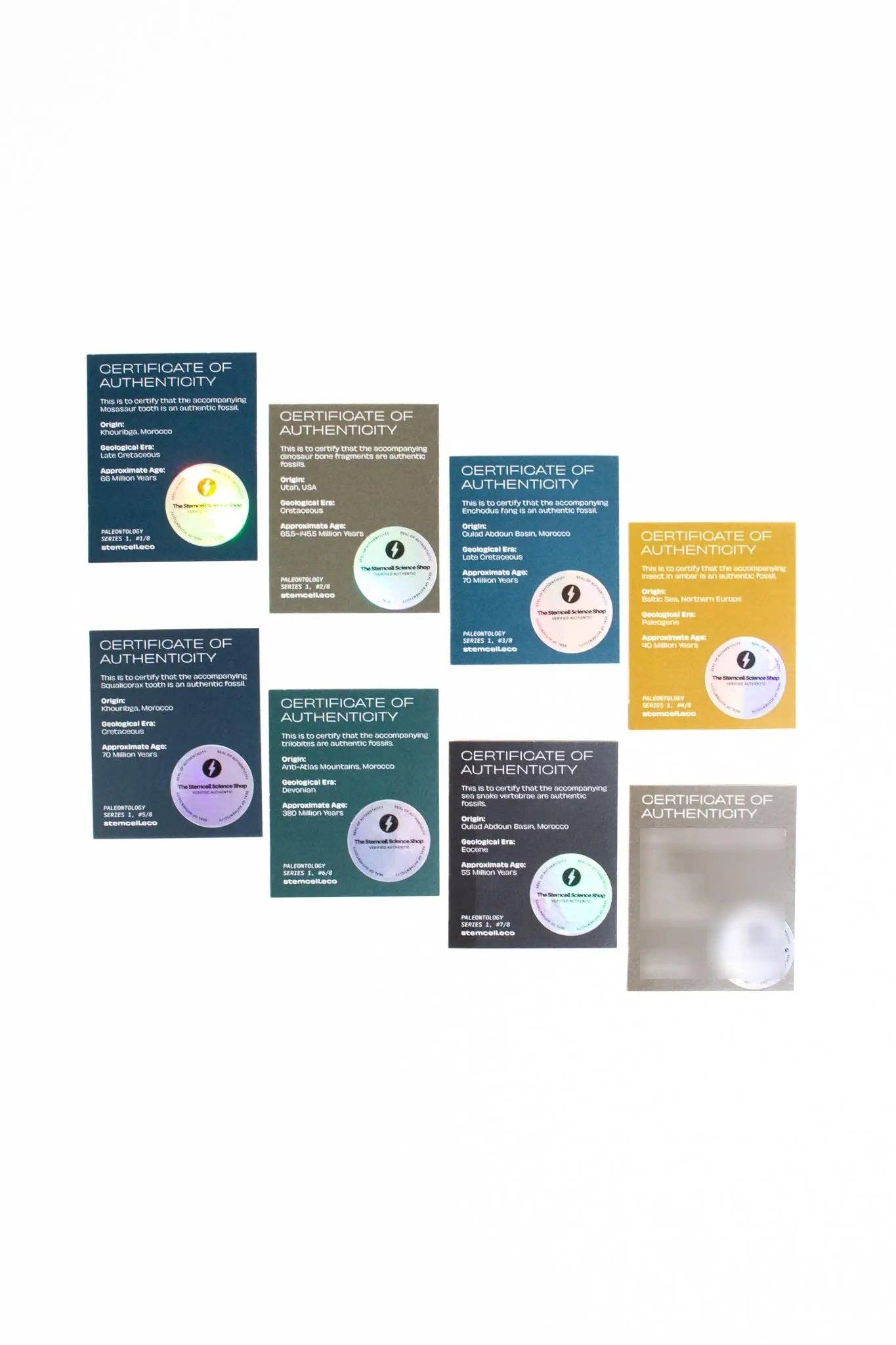 Stemcell Science Shop – wholesale Decorative tabletop object – Fossil Blind Bag4