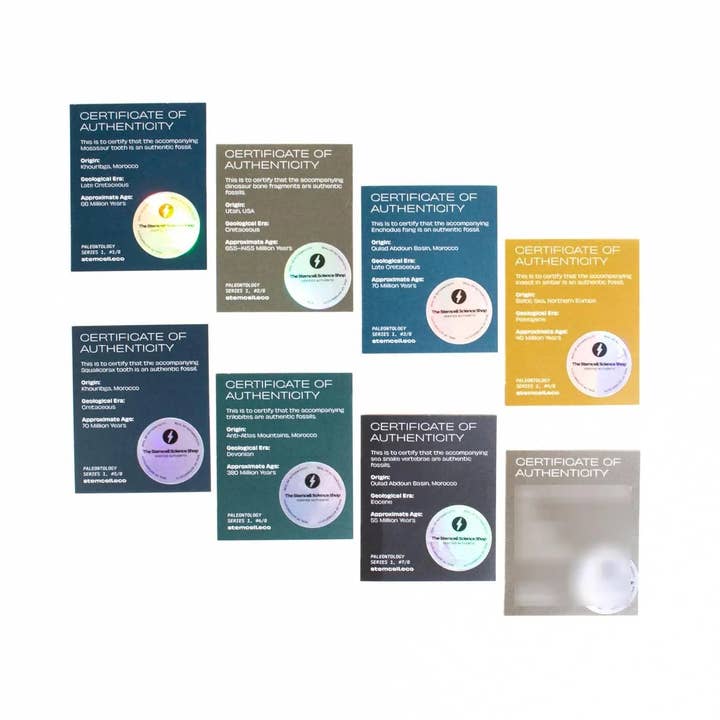 Stemcell Science Shop – wholesale Decorative tabletop object – Fossil Blind Bag4