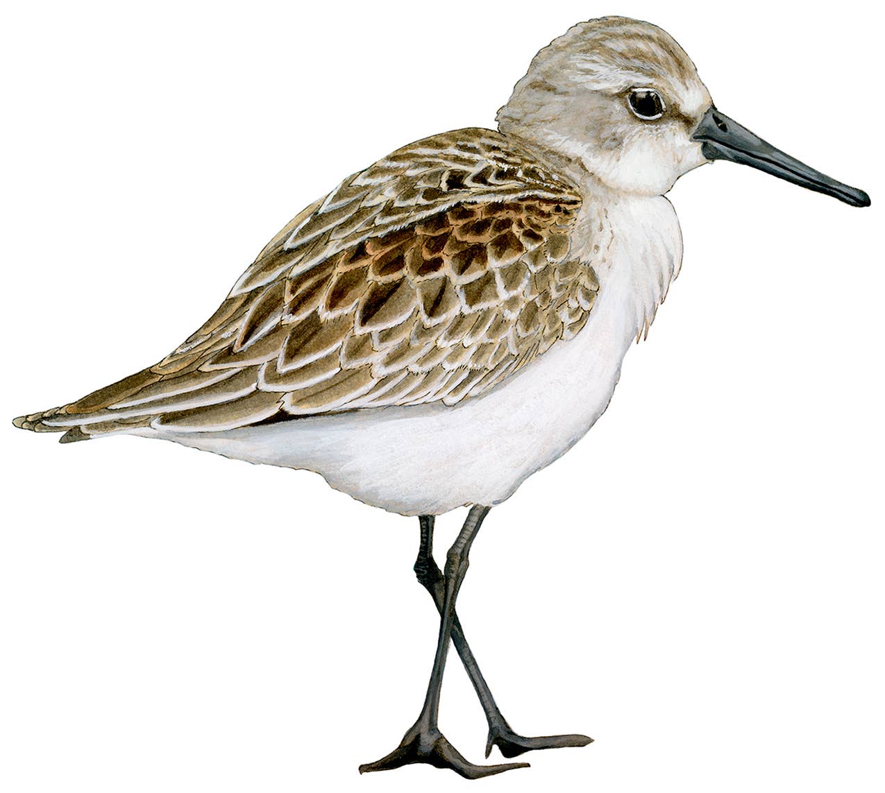 Amy Rose Moore Illustration - Wholesale Sticker - Sandpiper STICKER1