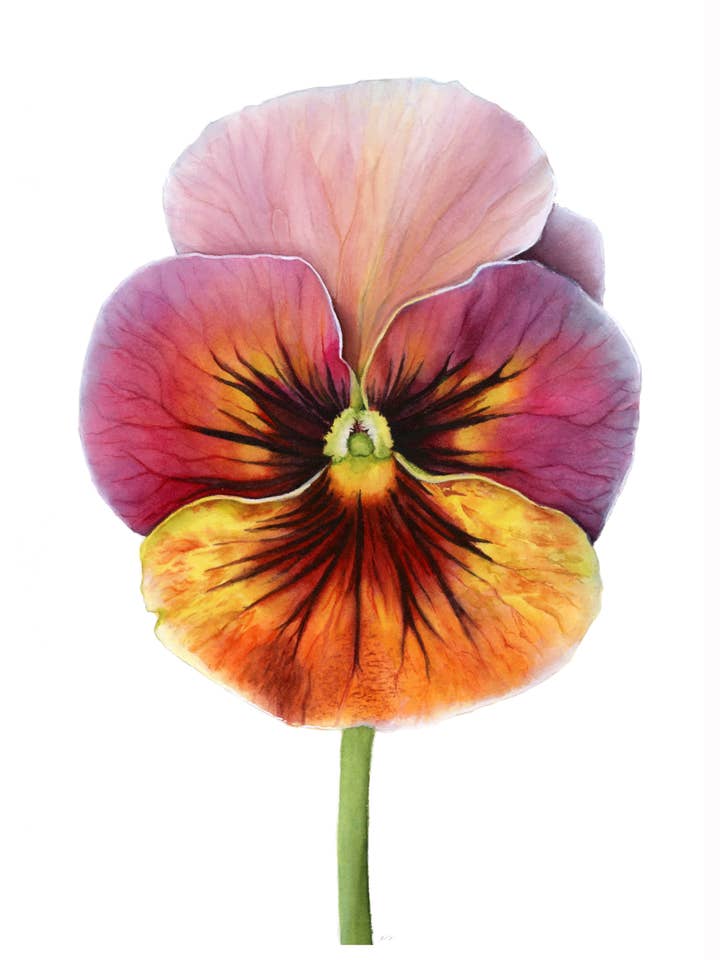 Sunset Pansy Print – Warm Botanical Wall Art for wholesale by Art by Emma Lian