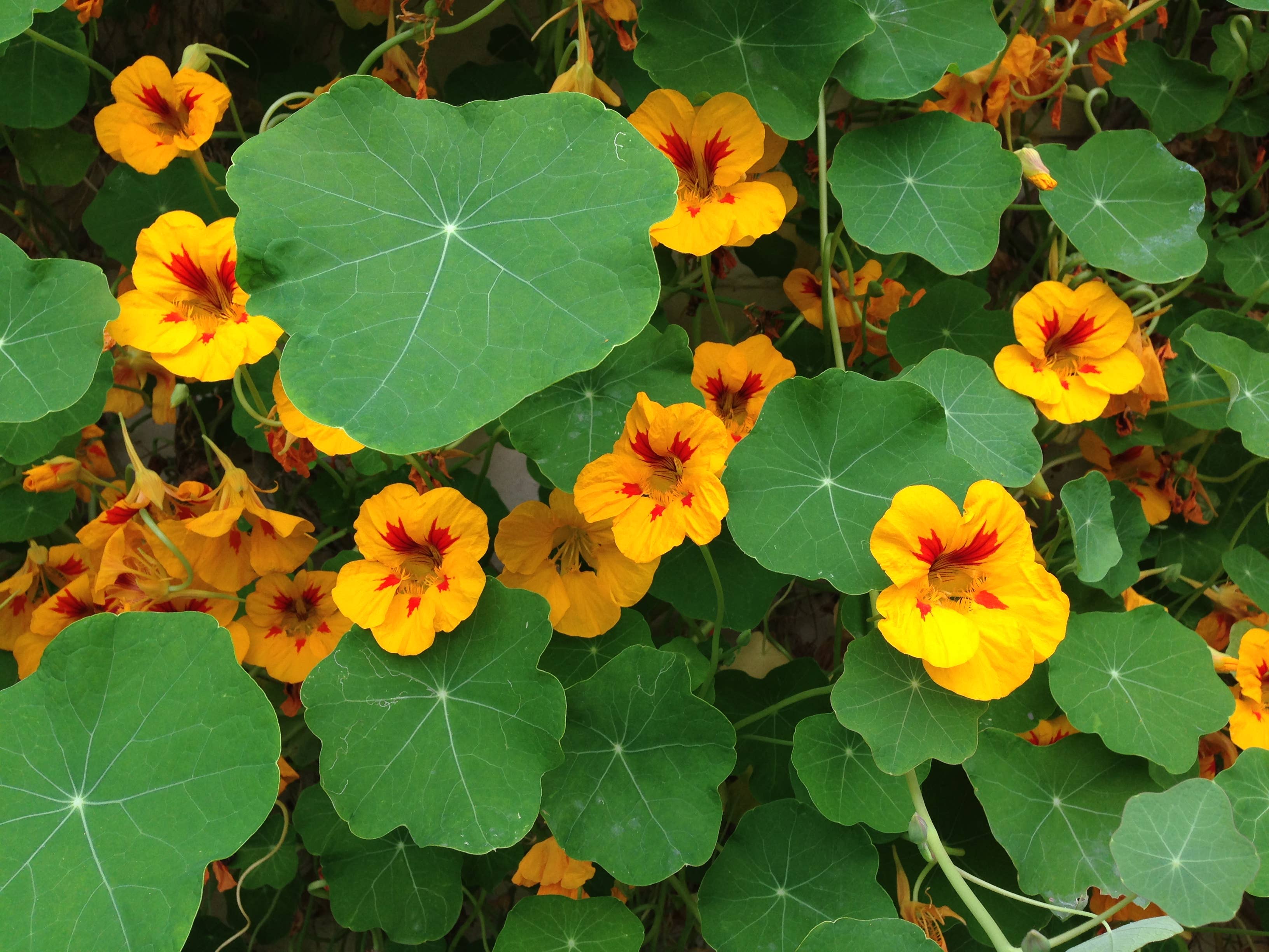 The Jonsteen Company - Wholesale Plant Seeds - Nasturtium | Flower Seed Grow Kit6
