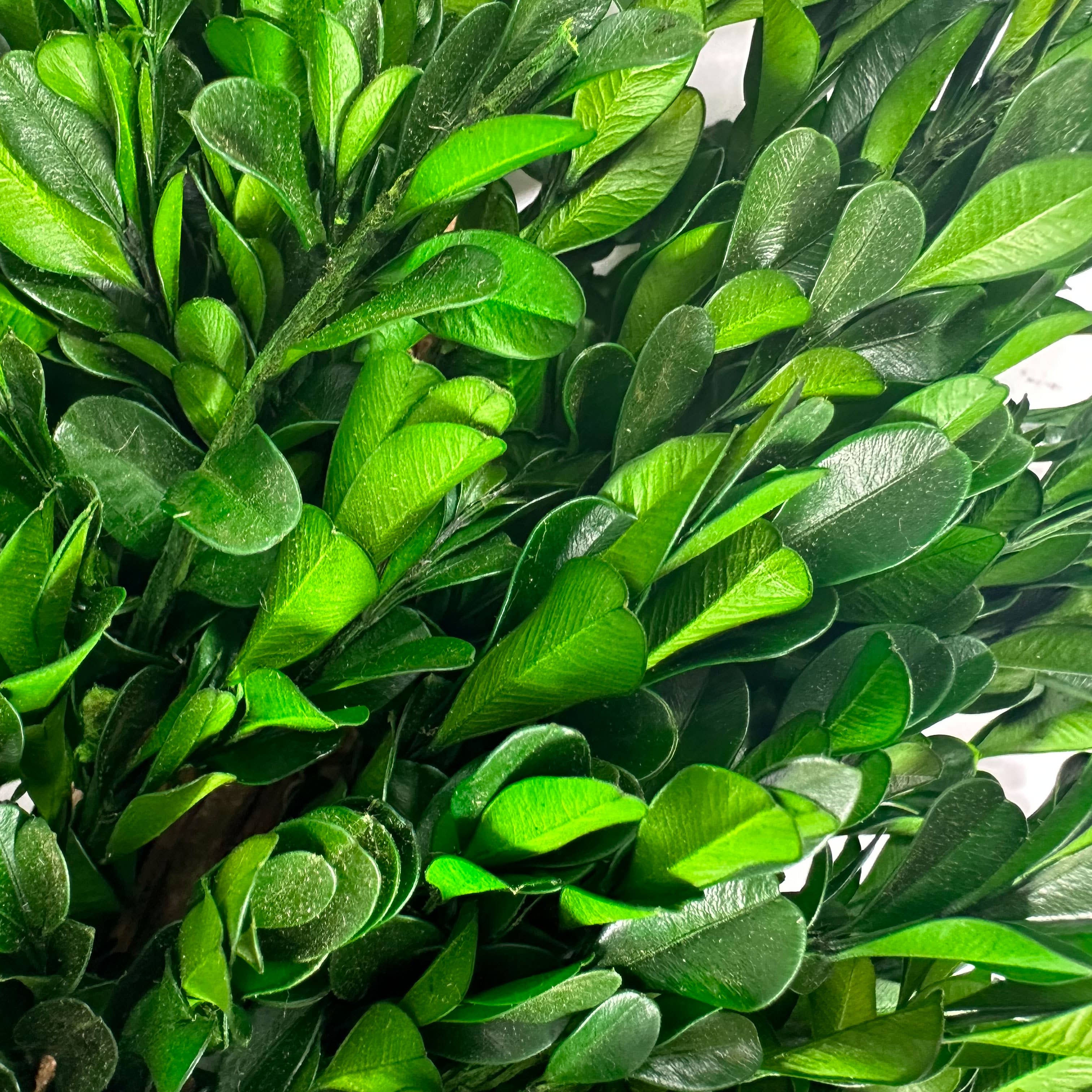 Galt International Company – wholesale Wreath – Naturally Preserved Green Boxwood Wreath 21" + Hanging Loop6