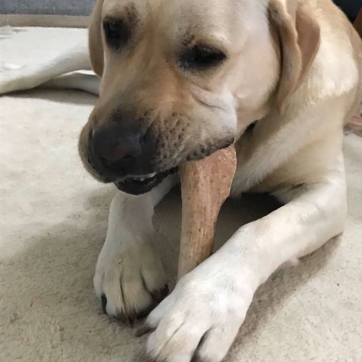 Heartland Antlers - Wholesale Pet Chew Toy - Dog - Deer Antler Chew - Giant (85+ lbs)3